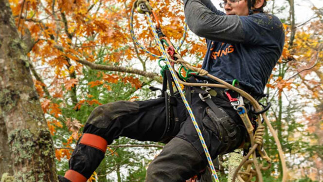 A person in gear working in a tree outside