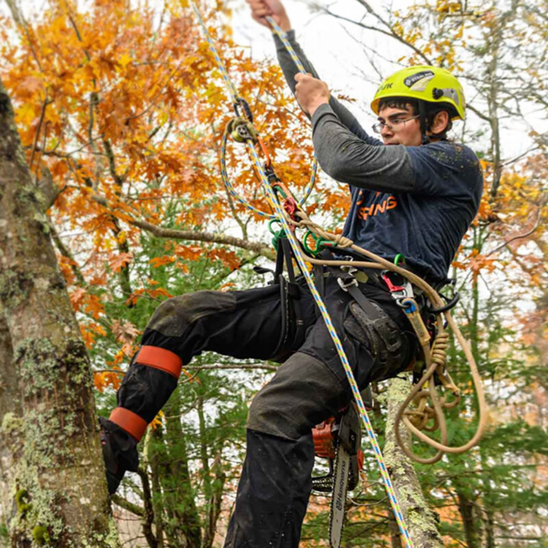 A person in gear working in a tree outside