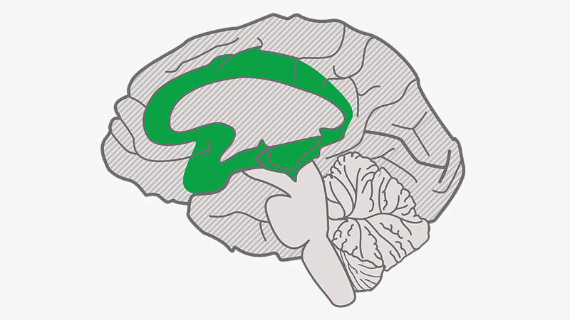 Illustration of the brain with the affective networks (the WHY of learning) at the center of the brain highlighted in green