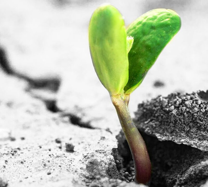 A sprout breaking through the pavement