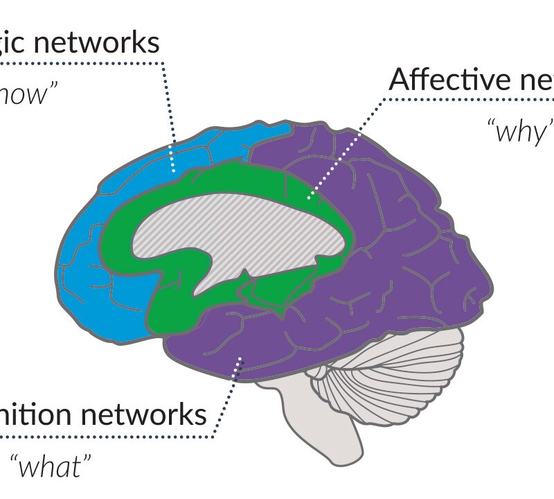 Illustration of the brain with the 3 UDL networks highlighted